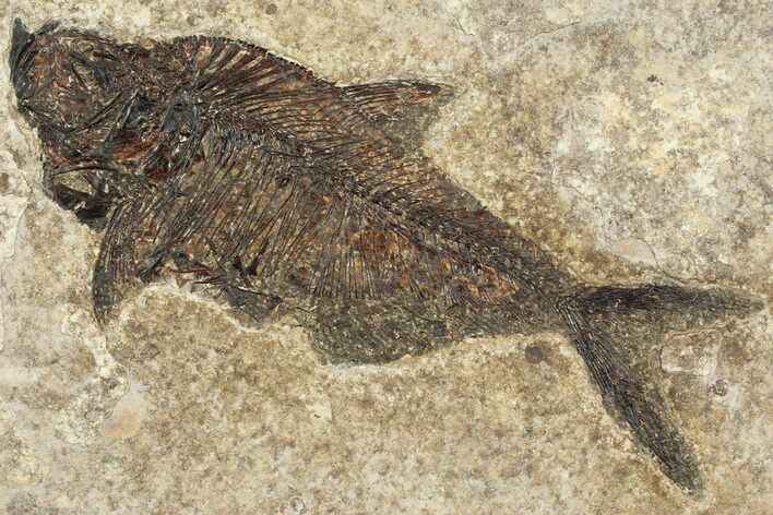 Detailed Fossil Fish (Diplomystus) - Wyoming #356800